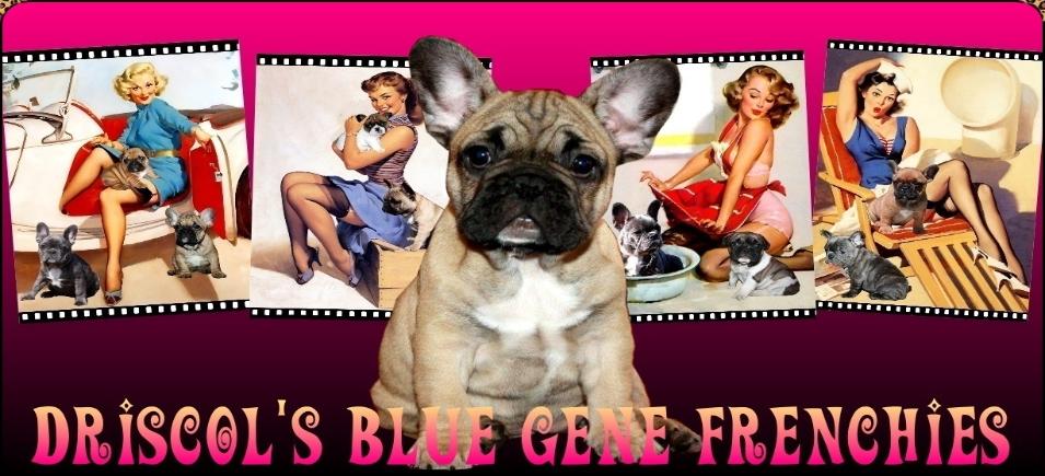 Blue-Gene_Frenchies_website-955x435