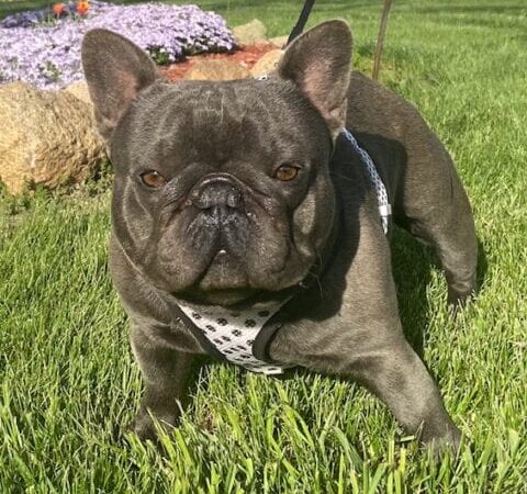 Blue hot sale gene frenchies