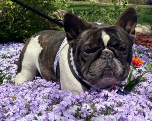 Driscol's Blue Gene Frenchies