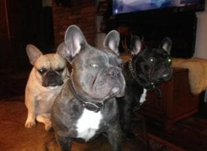 Driscol's Blue Gene Frenchies