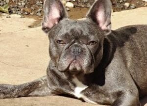 Driscol's Blue Gene Frenchies