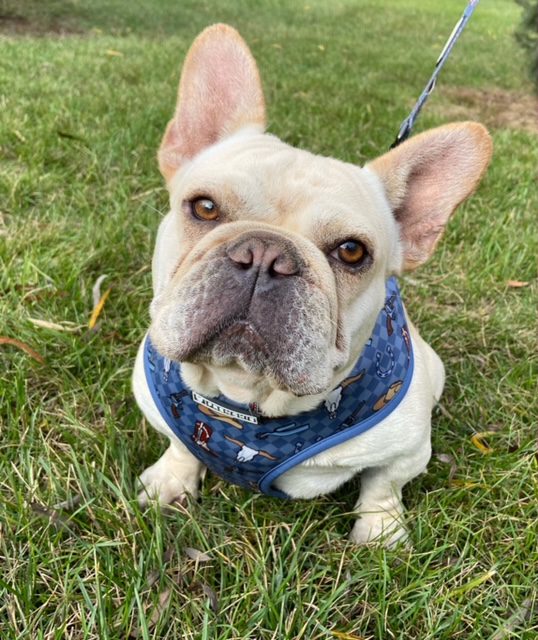 image16Rooster 11-11-24