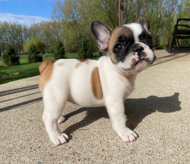 image2Fergie @ 6 wks 4 days