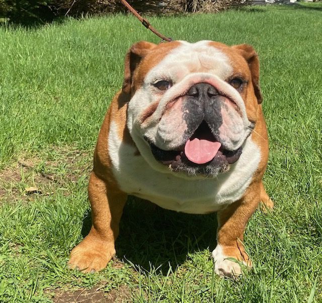 image6Bolo April 2026