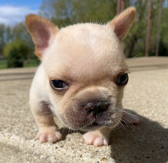 image8Thelma @ 4 wks 4 days