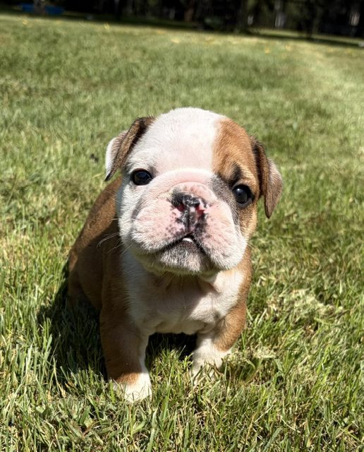 image5Earl @ 6 wks 3 days