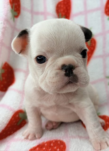 image9Phyliss @ 5 wks 1 day